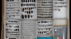 Carabidae Receiving 17