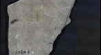 Coleoptera 1030a