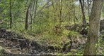 Finding morels; Spring 1212