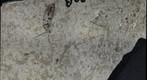 Coloeptera 1030b