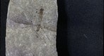 Diptera 248