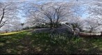 樱花树下 苏州上方山国家森林公园