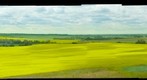 Canola fields, Smoky Lake Alberta