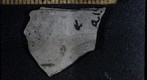 Neuroptera 1597a