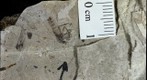 Diptera 1105a
