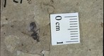 Hymenoptera 1121