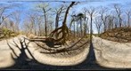 Tree Roots, Monmouth County, New Jersey