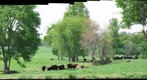 Cow Pasture