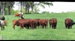 Cow Pasture