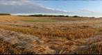 Frosty barley swaths, Spruce Grove, Alberta