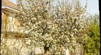 flowering tree 