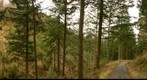 20120213 - Panorama in Lake District - Forest