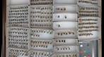 Tabanidae 7