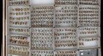 Tabanidae 10
