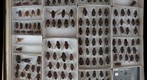 Tabanidae 15
