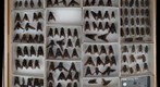 Tabanidae 16
