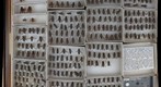 Tabanidae 23