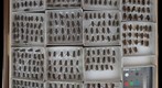 Tabanidae 24