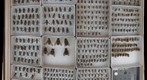 Tabanidae 36