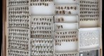 Tabanidae 38
