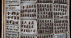 Tabanidae 39