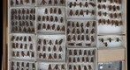Tabanidae 40