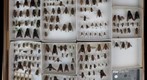 Tabanidae Receiving 2