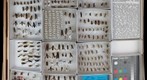 Stratiomyidae 4