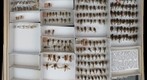 Xylomyiidae & Asilidae 1