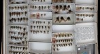 Asilidae 2