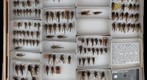 Asilidae 3