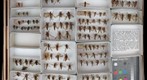 Asilidae 5