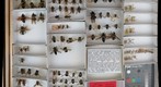 Asilidae 7