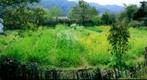 Wu Yuan - Vegetable Garden in Yan Tian Village