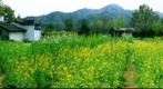 Wu Yuan - Vegetable Garden in Yan Tian Village (2)