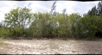 My side yard