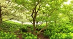 Chicago - Botanic Garden