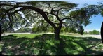 Blue Oak, Spring Day