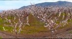 Apricot blossoms, Osoyoos, BC