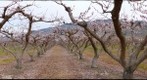 Apricot orchard in bloom, Osoyoos, BC