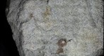 Strained Antietam Formation