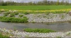 Renatured brook