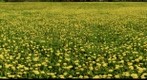 Dandelion meadow