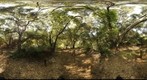 Oak Idyll Totems at EFRR (Spring)