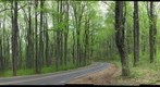 Spring Forest- Skyline Drive, Shenandoah National Park