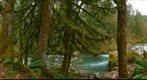 Mossy forest, Tamihi Creek near Chilliwack, BC