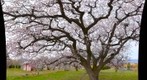 Old apricot tree in bloom,  Osoyoos, BC