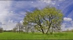 Tree in a meadow