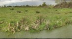 Nailsea Moor
