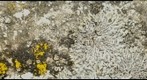 Roof tile 1